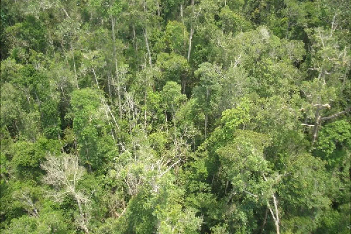 Expedisi Hutan Kalimantan